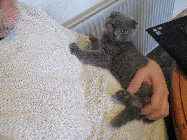 Scottish Fold Owlivia billede 4
