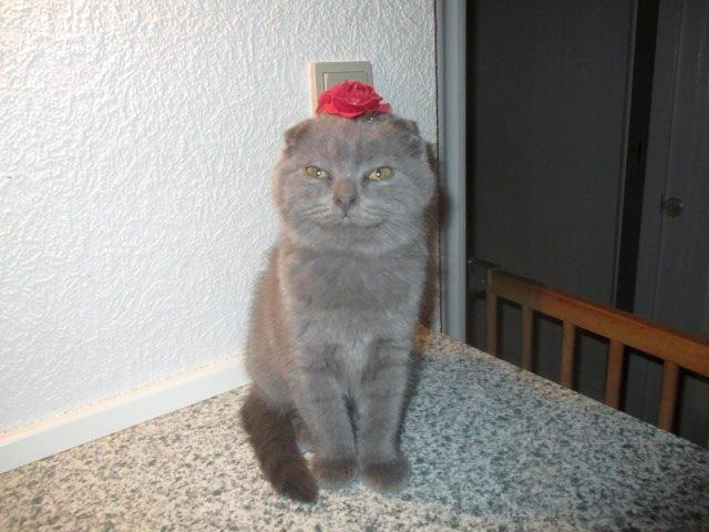 Scottish Fold Owlivia billede 5