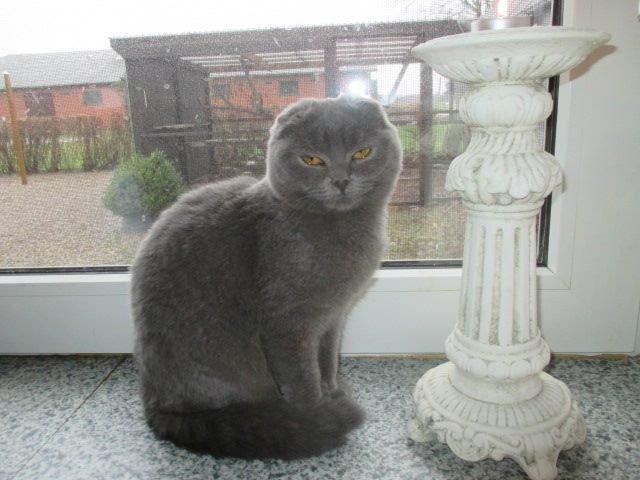 Scottish Fold Owlivia billede 6