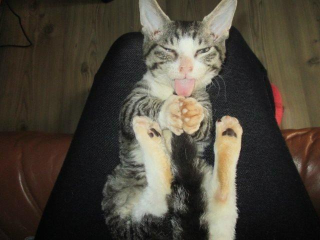 Munchkin Fuzzi billede 8