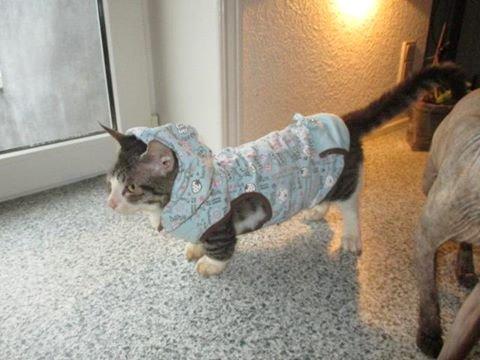 Munchkin Fuzzi billede 5