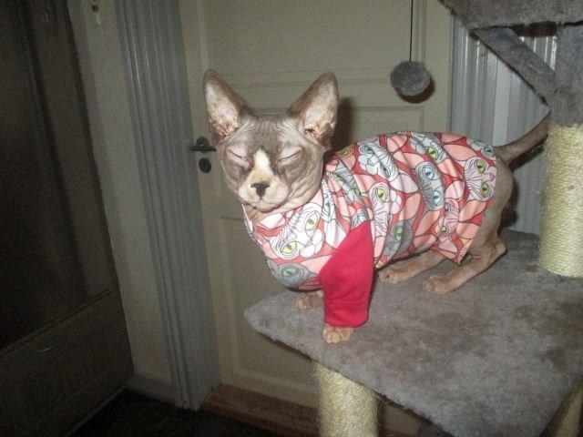 Sphynx Igor. billede 6