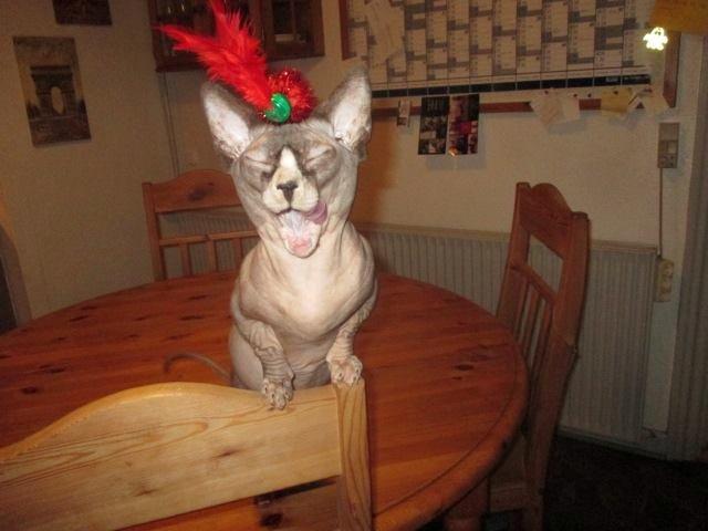 Sphynx Igor. billede 7