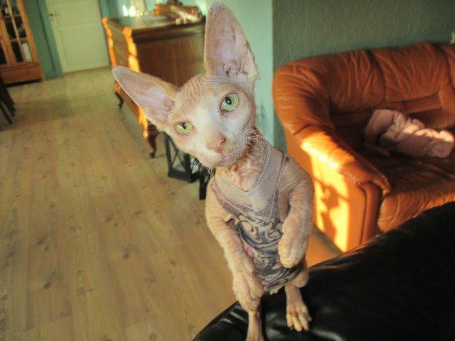 Sphynx Woddle billede 1