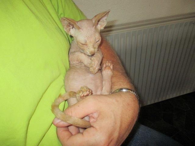 Sphynx Woddle billede 2