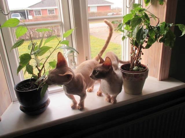 Sphynx Woddle billede 5
