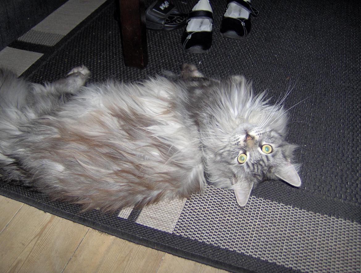 Maine Coon Vabis Himmelkat <3  billede 6