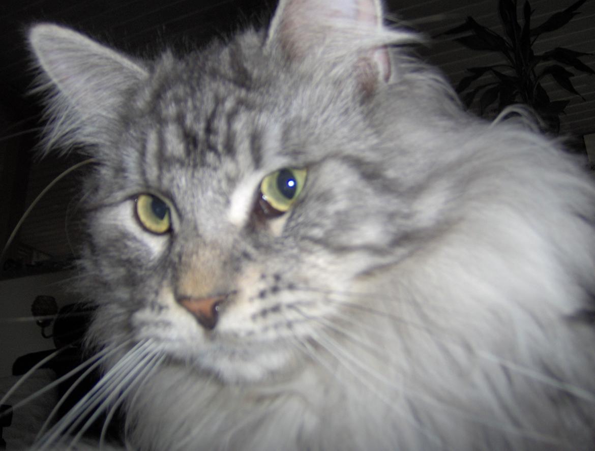 Maine Coon Vabis Himmelkat <3  billede 7