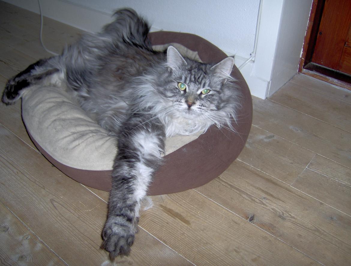 Maine Coon Vabis Himmelkat <3  billede 8