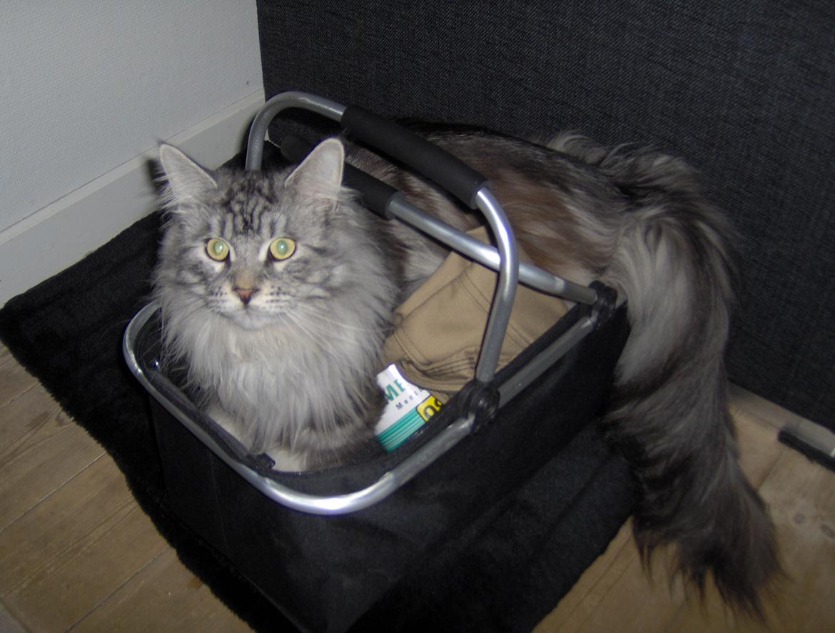 Maine Coon Vabis Himmelkat <3  billede 9