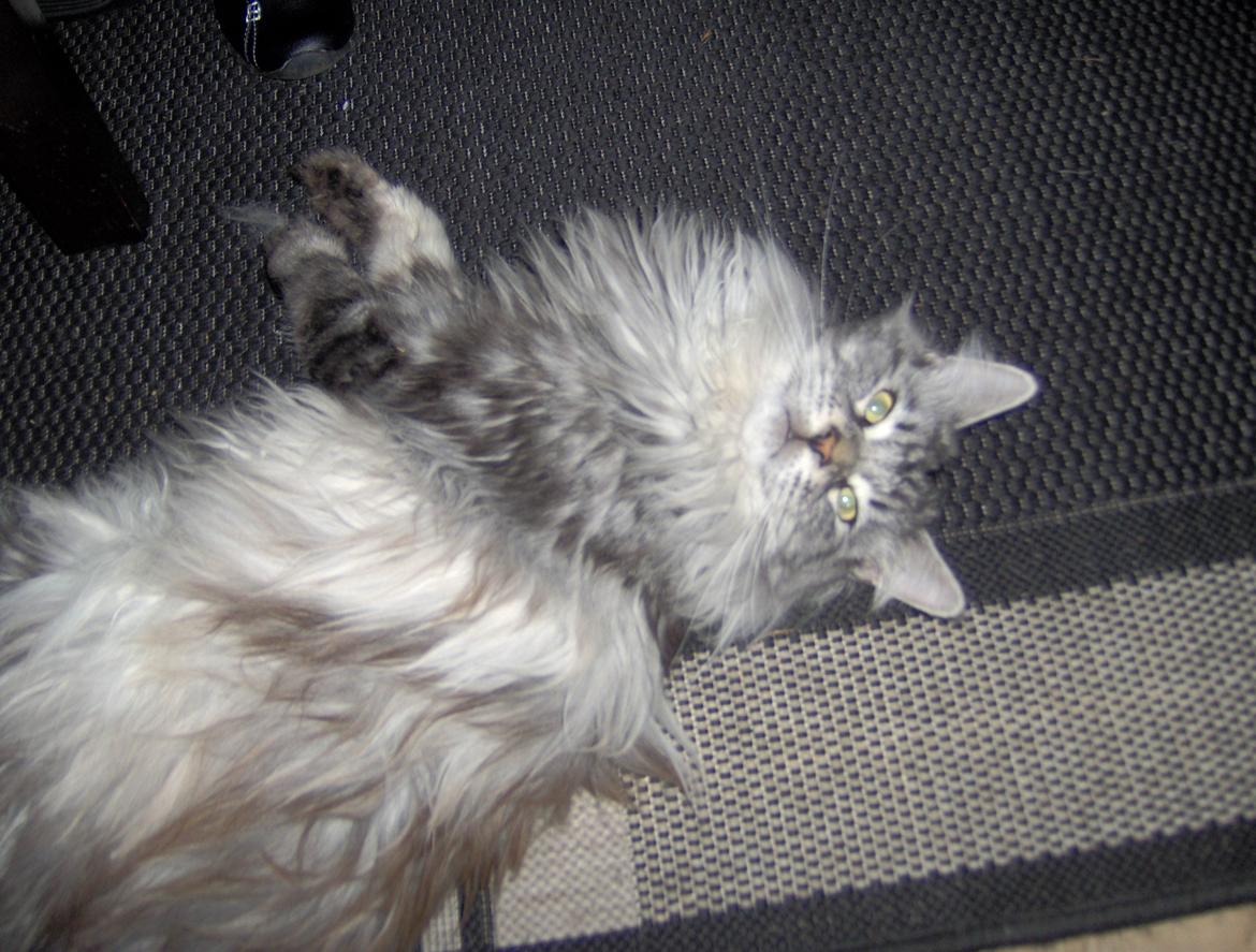 Maine Coon Vabis Himmelkat <3  billede 10