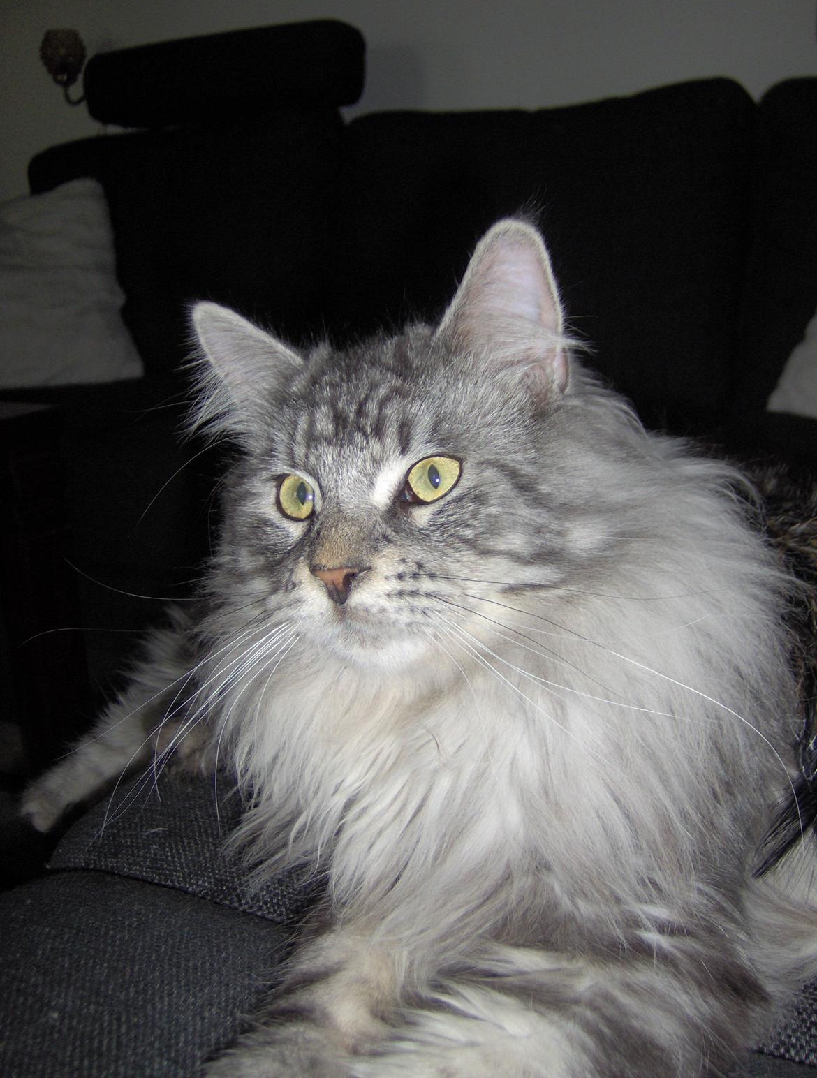 Maine Coon Vabis Himmelkat <3  billede 11