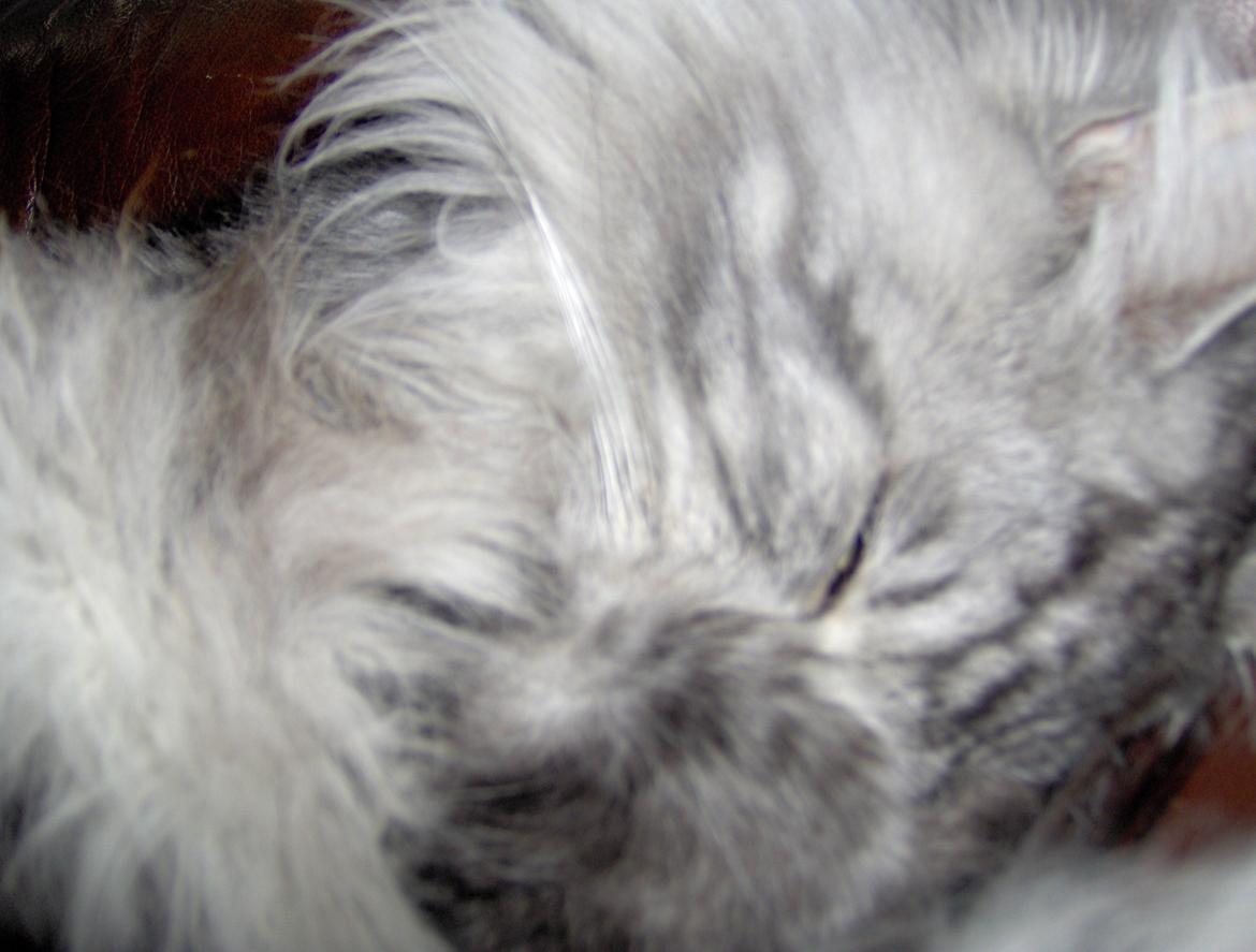 Maine Coon Vabis Himmelkat <3  billede 12