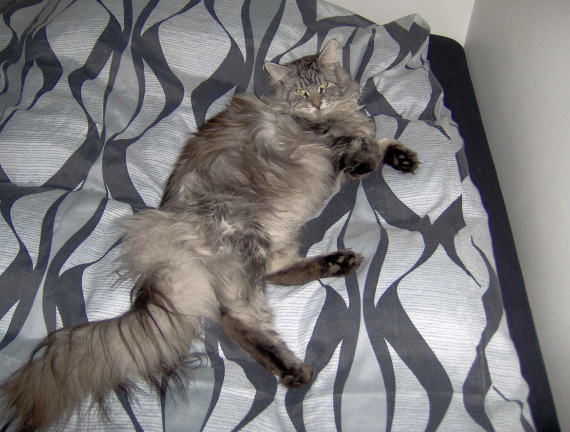 Maine Coon Vabis Himmelkat <3  billede 13