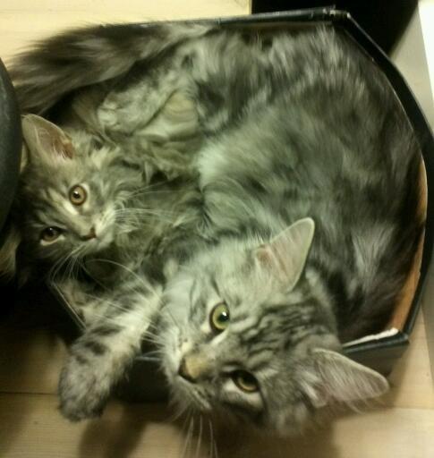 Maine Coon Vabis Himmelkat <3  billede 14