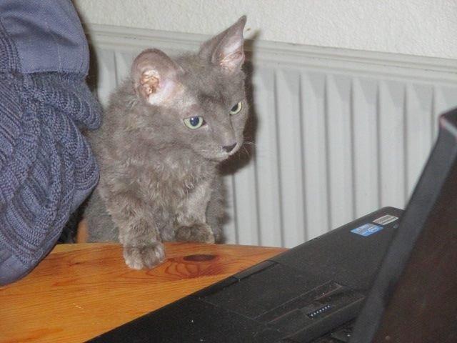 Munchkin Dusty billede 1