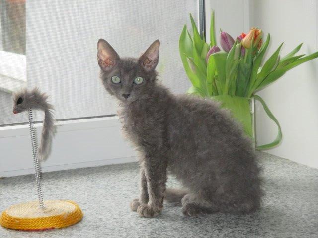 Munchkin Dusty billede 4