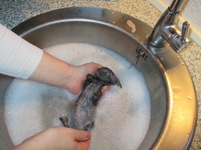 Munchkin Dusty billede 2