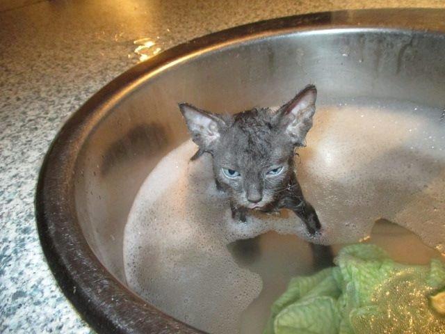 Munchkin Dusty billede 5