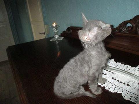 Munchkin Dusty billede 6