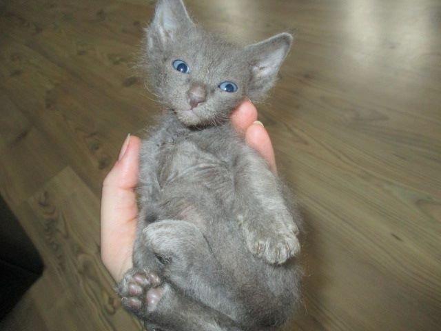 Munchkin Dusty billede 3