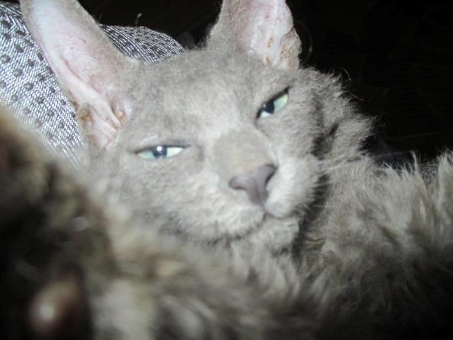 Munchkin Dusty billede 7