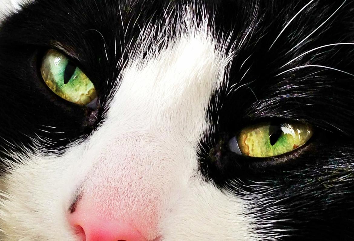 Huskat Cæsar billede 1