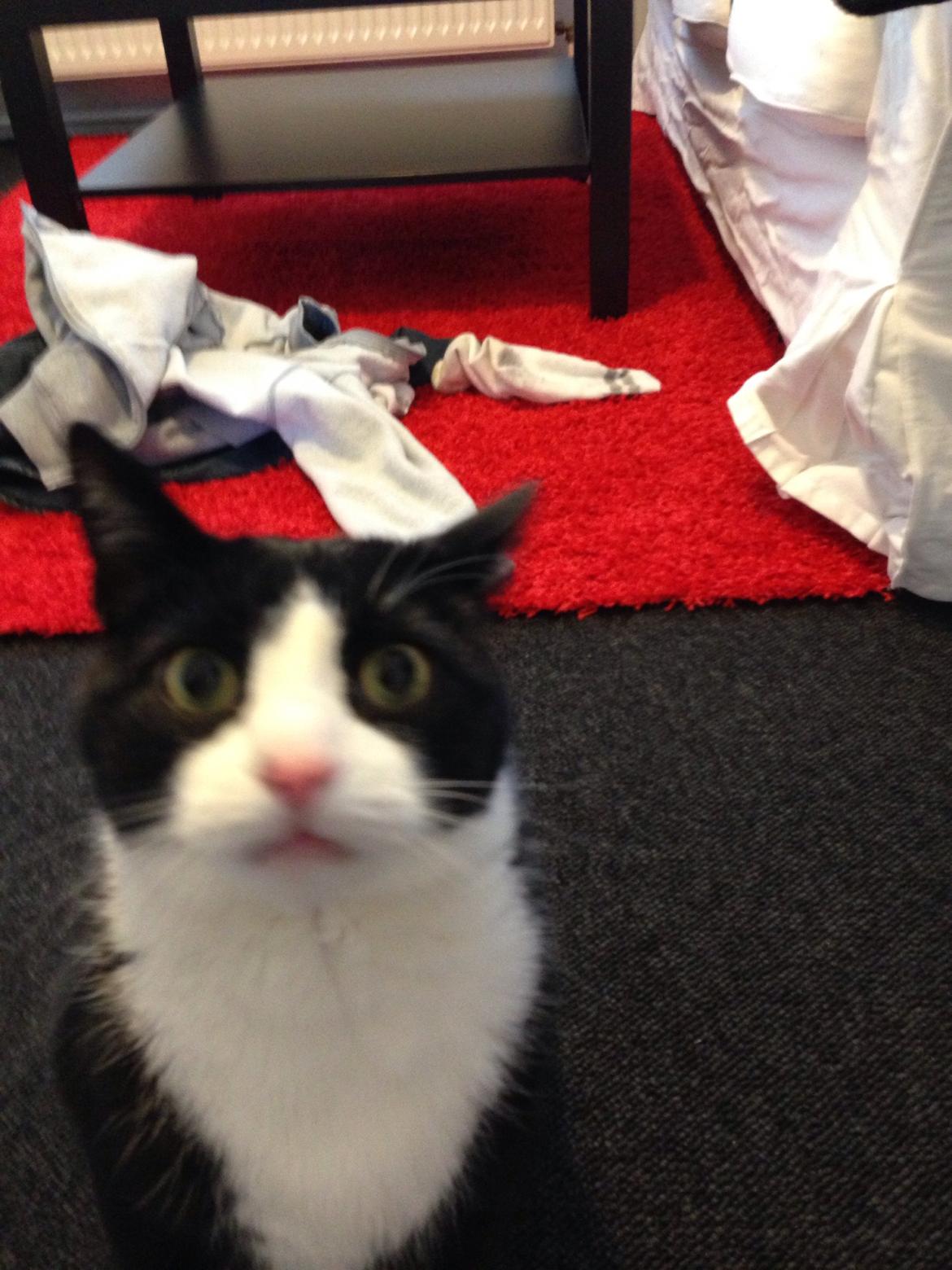 Huskat Cæsar billede 2