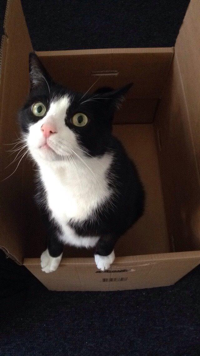 Huskat Cæsar billede 3