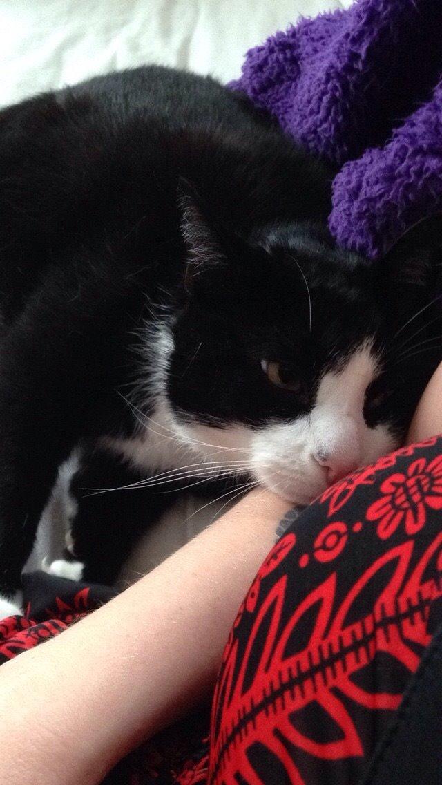 Huskat Cæsar billede 4