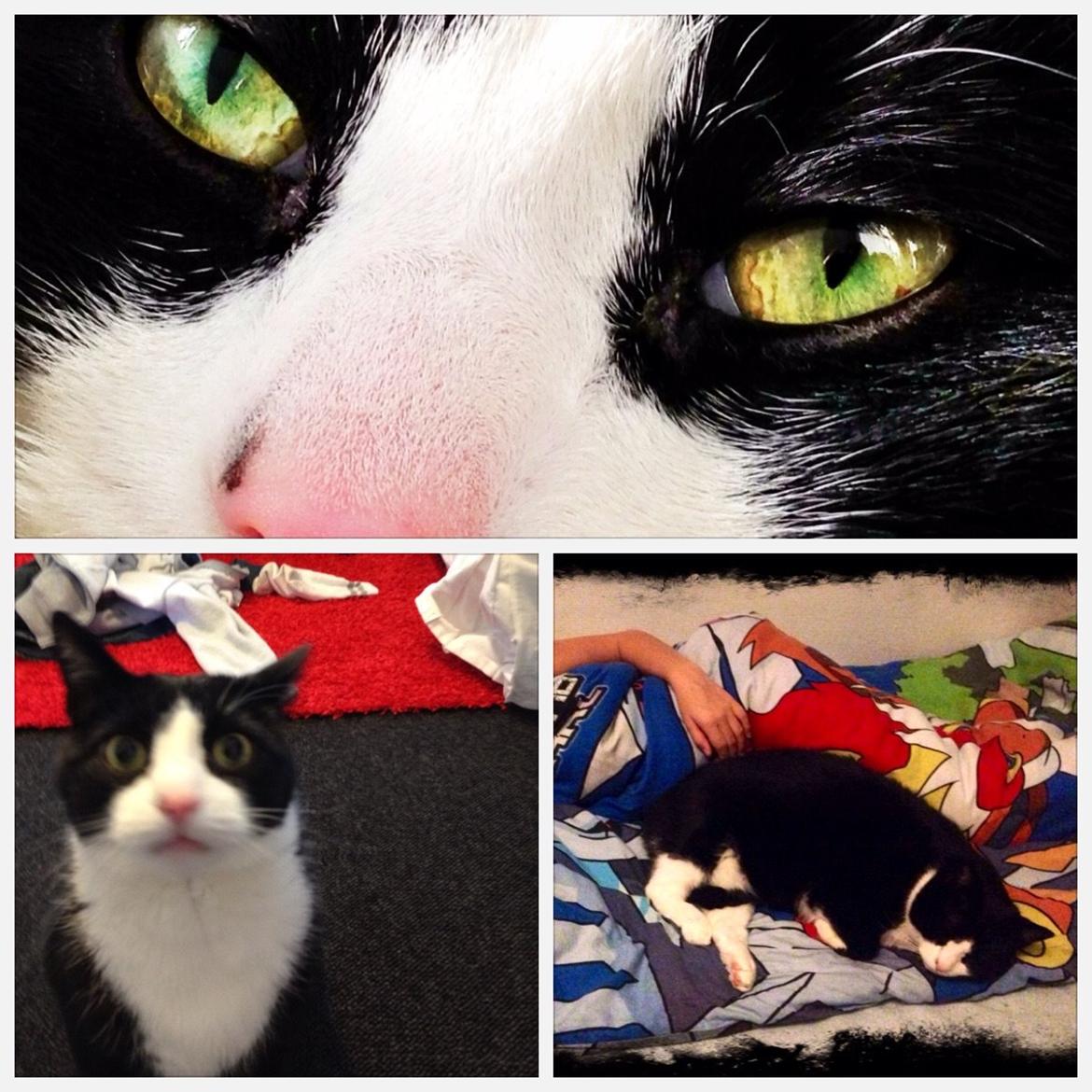 Huskat Cæsar billede 5