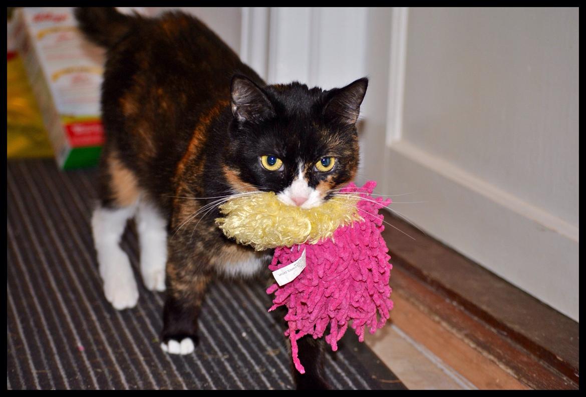 Huskat Perle billede 3