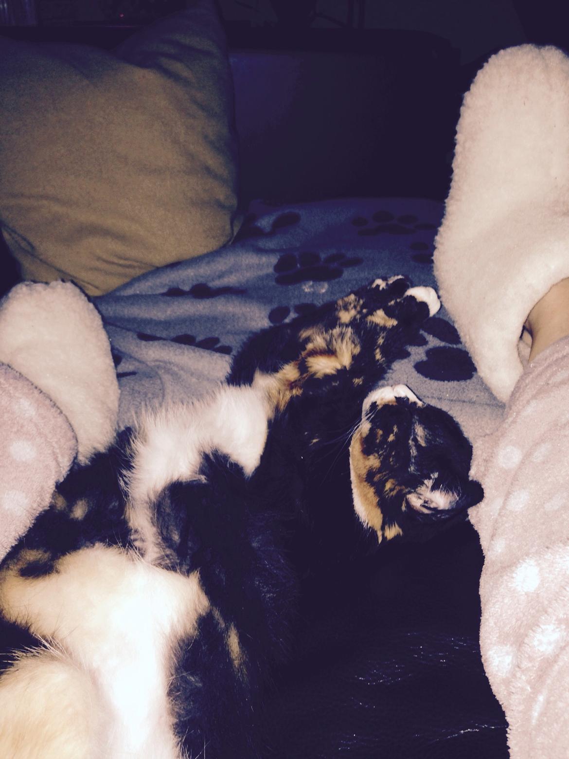 Huskat Perle billede 6