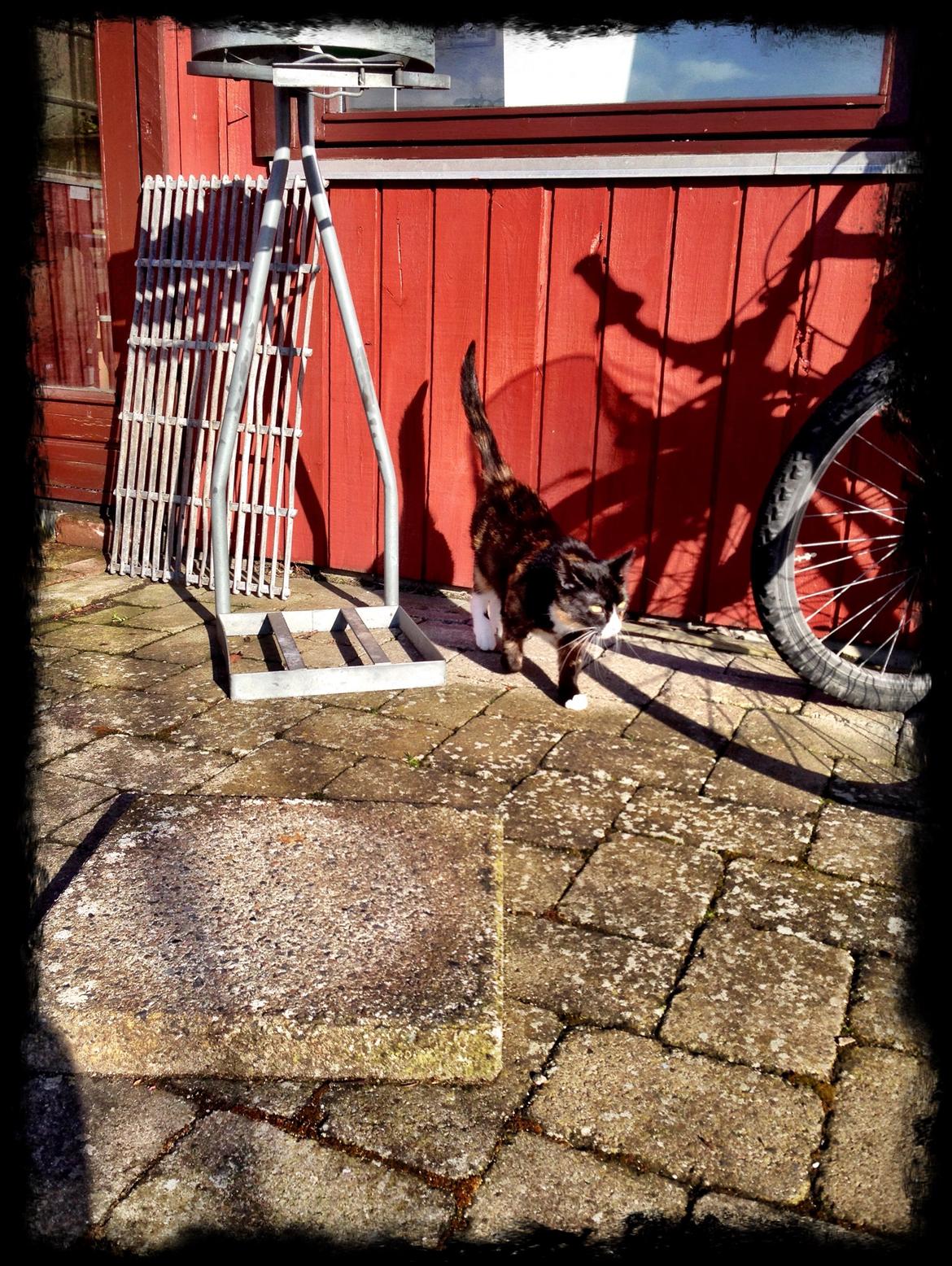 Huskat Perle billede 7