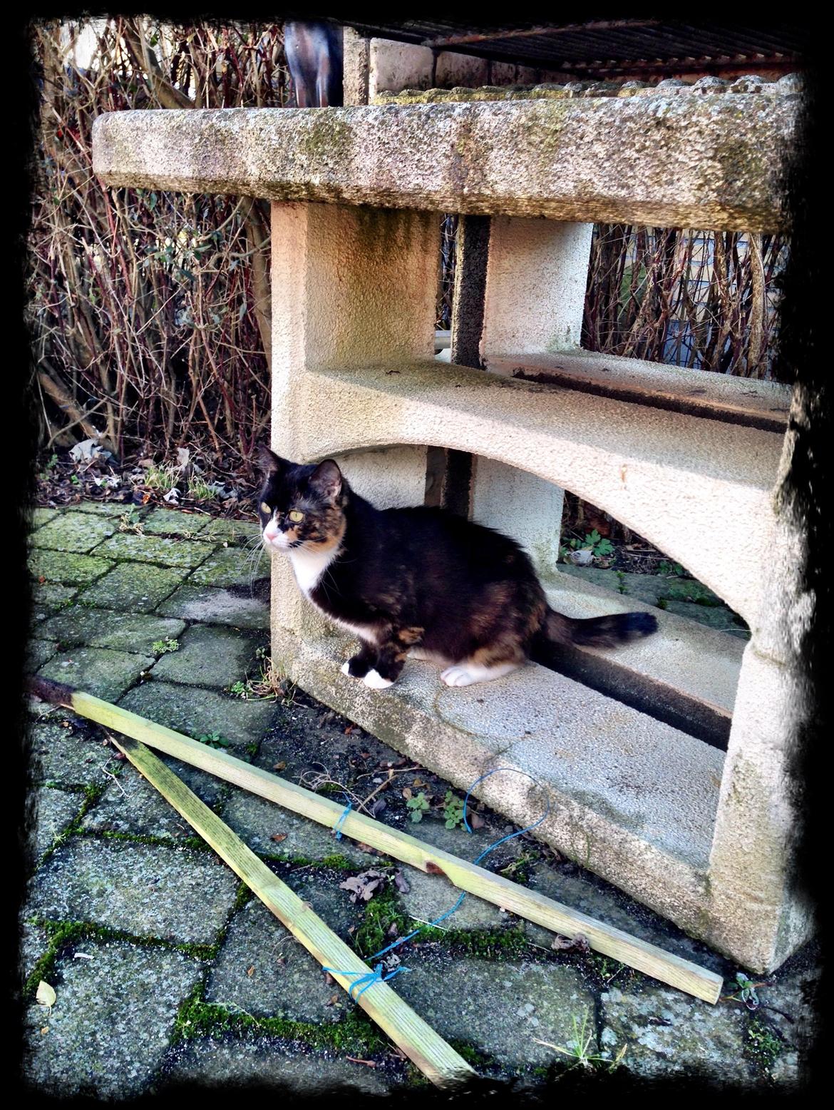 Huskat Perle billede 10