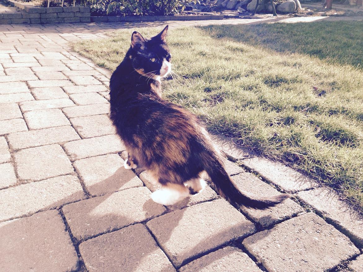 Huskat Perle billede 11