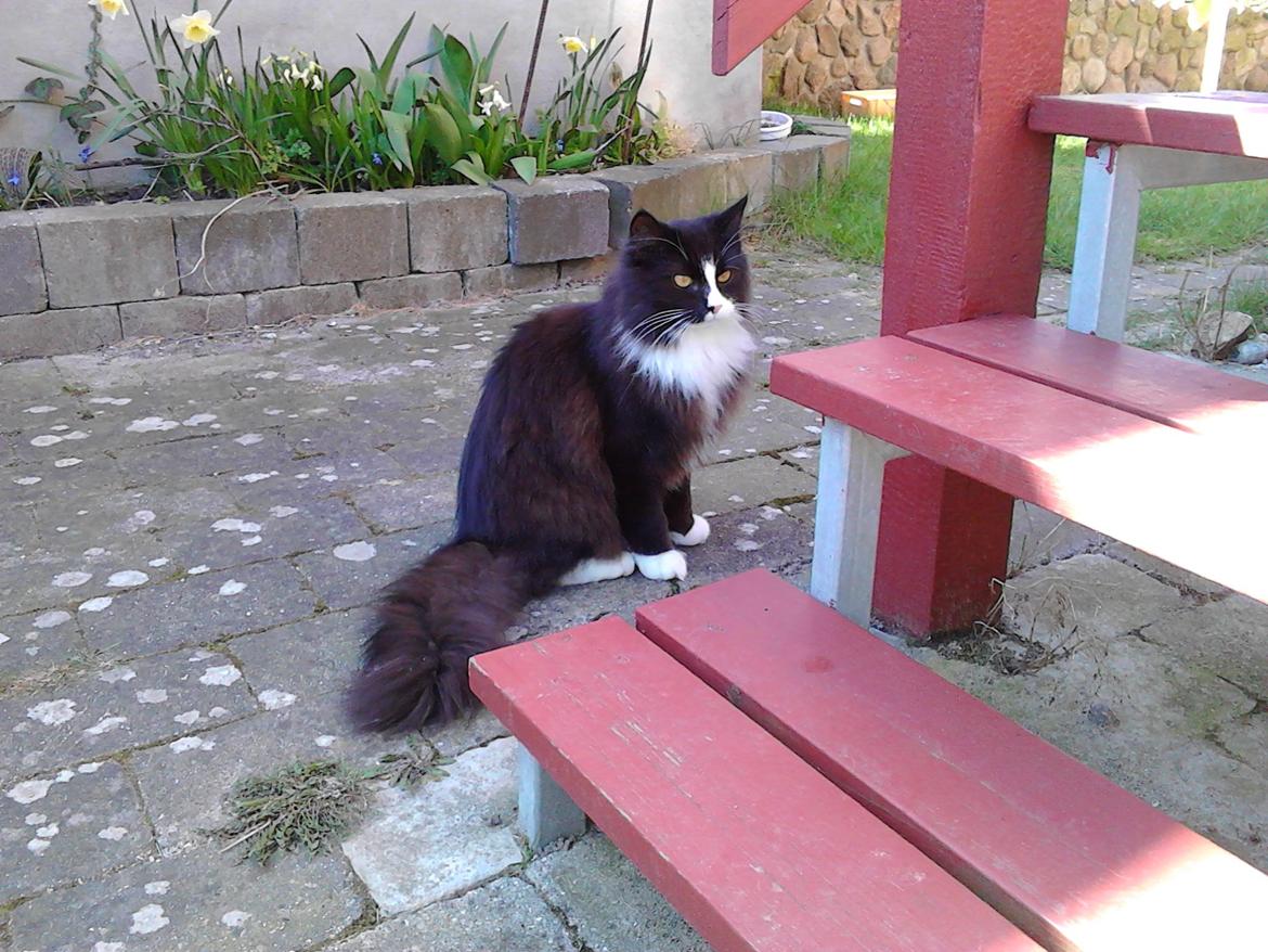 Blanding af racer Benjamin billede 18