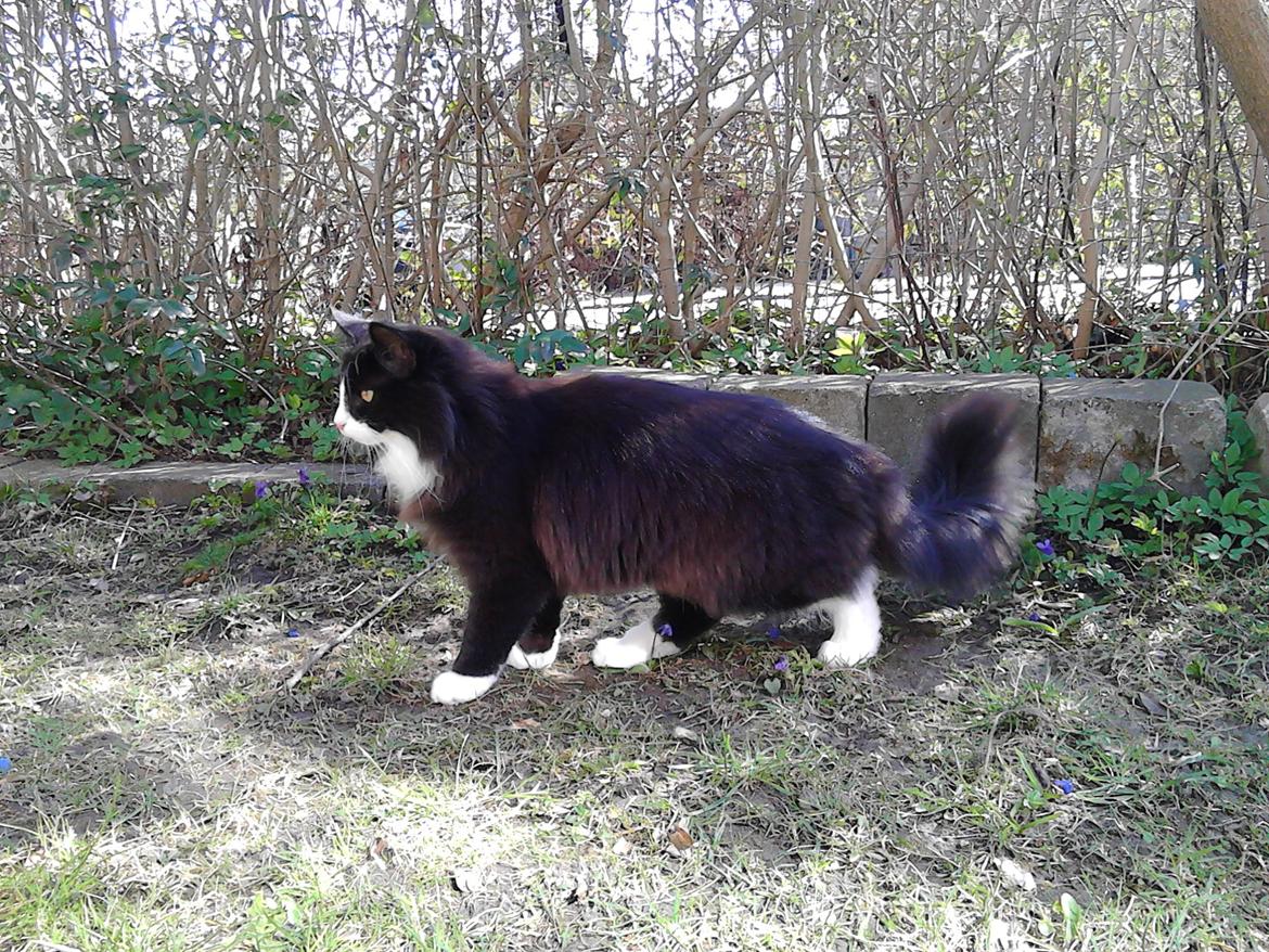 Blanding af racer Benjamin billede 19