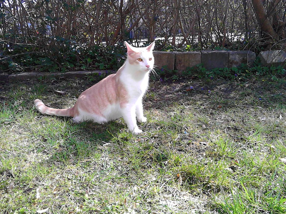 Huskat Simba billede 22