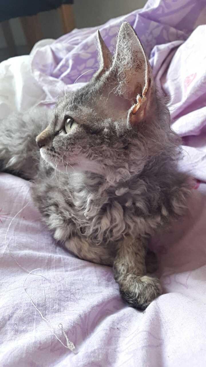Munchkin Lille Kat billede 1