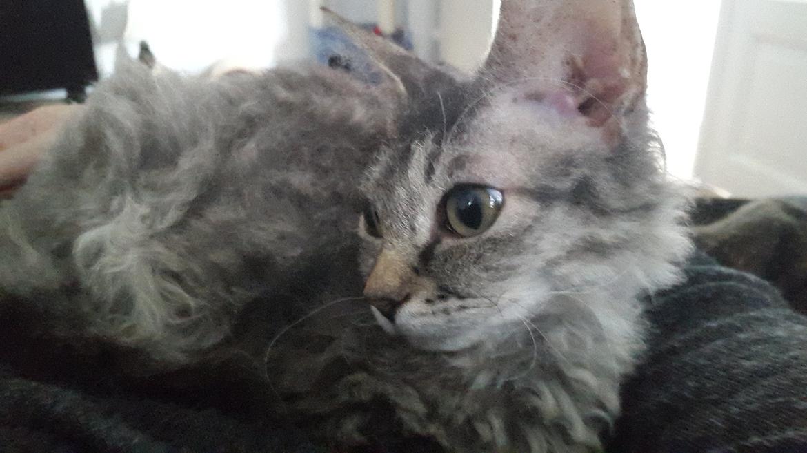 Munchkin Lille Kat billede 2
