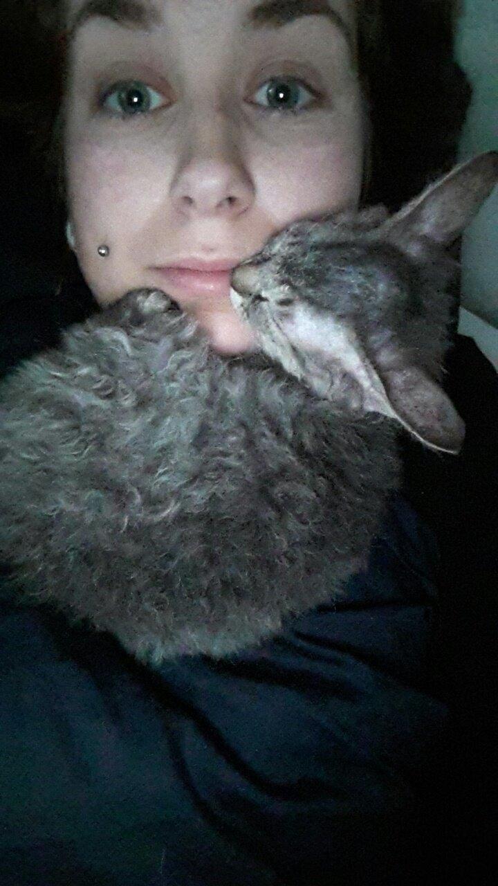 Munchkin Lille Kat billede 3