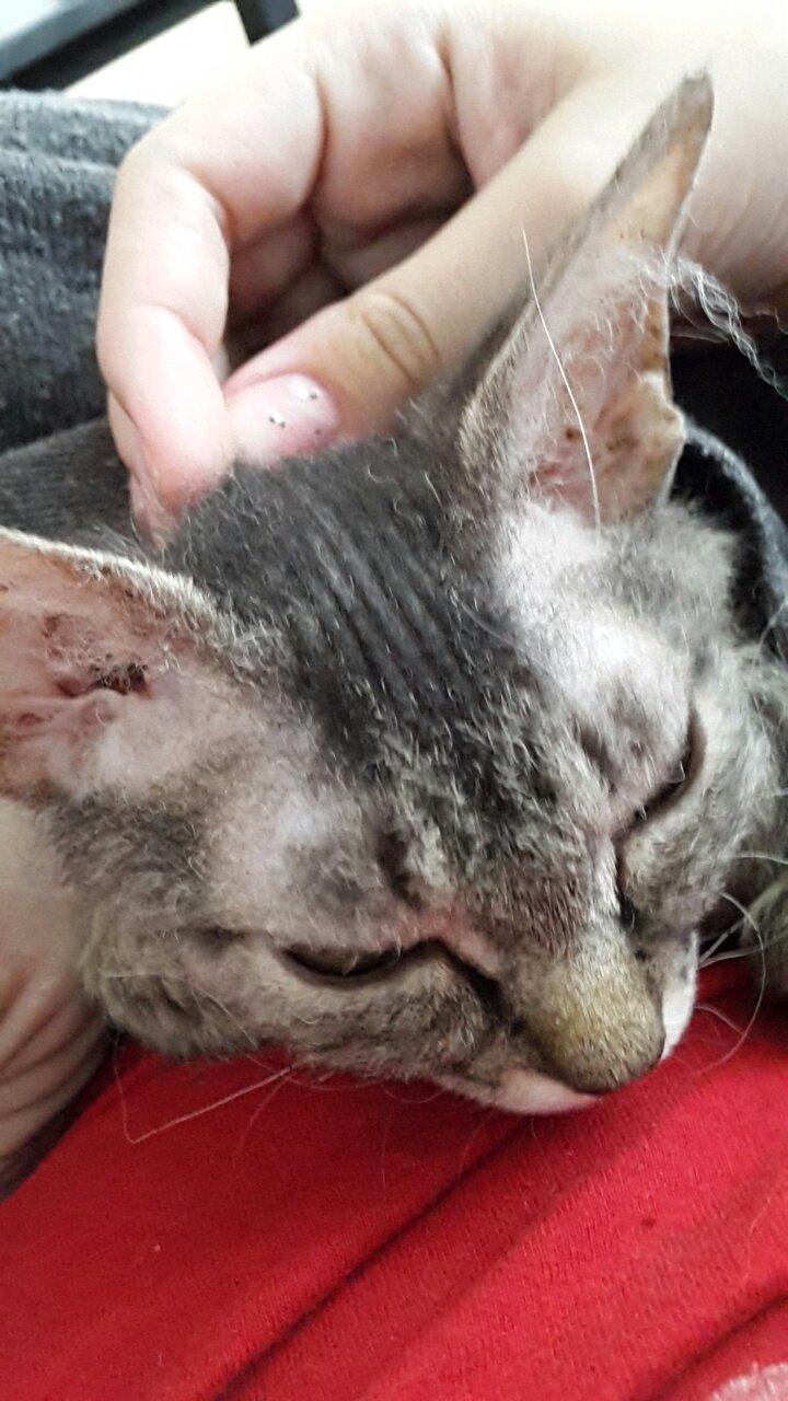 Munchkin Lille Kat billede 5
