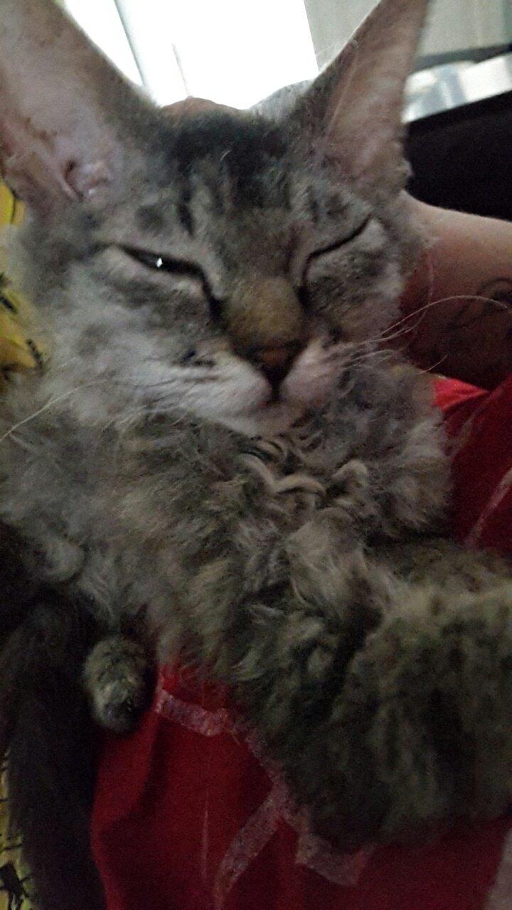 Munchkin Lille Kat billede 4