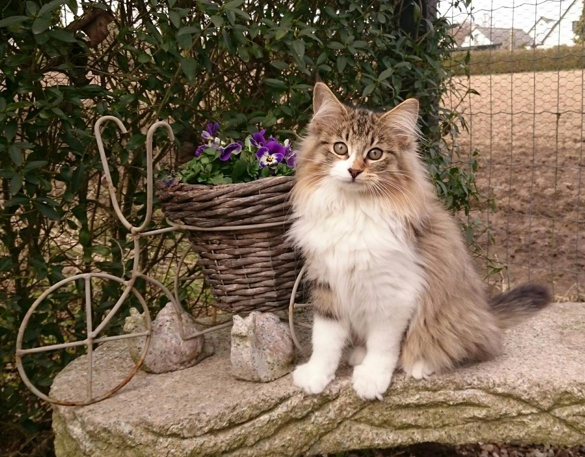 Norsk Skovkat DK SHAGGYTAIL'S OH MY SWEET DIVA  billede 7