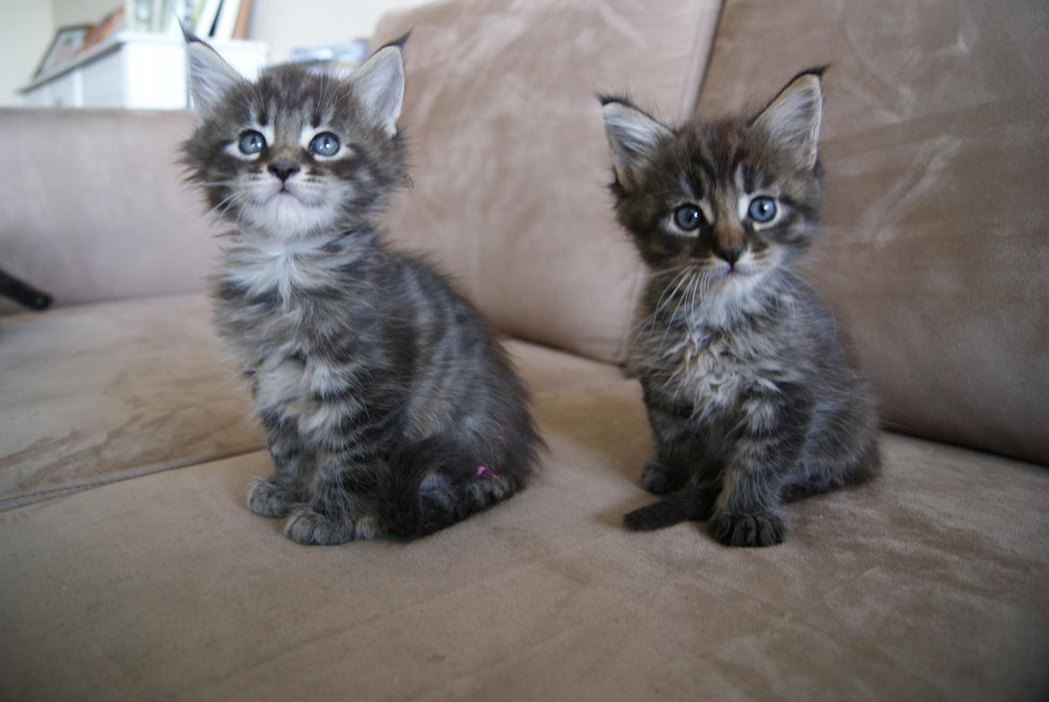 Maine Coon Aqqaluk - 6 uger - 04.04.2015 (Til venstre) billede 3