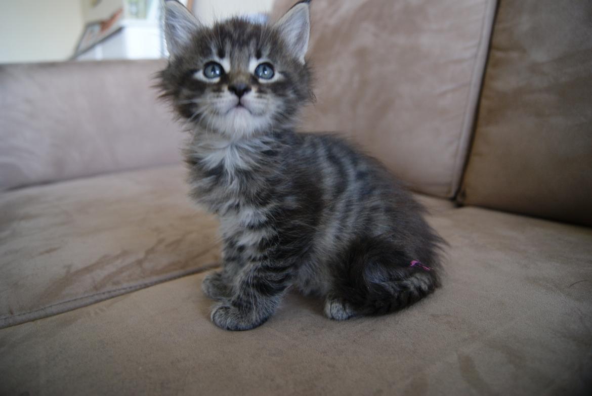 Maine Coon Aqqaluk - 6 uger - 04.04.2015  billede 2