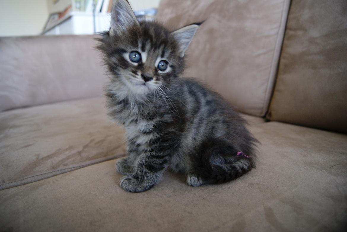 Maine Coon Aqqaluk - 6 uger - 04.04.2015  billede 1