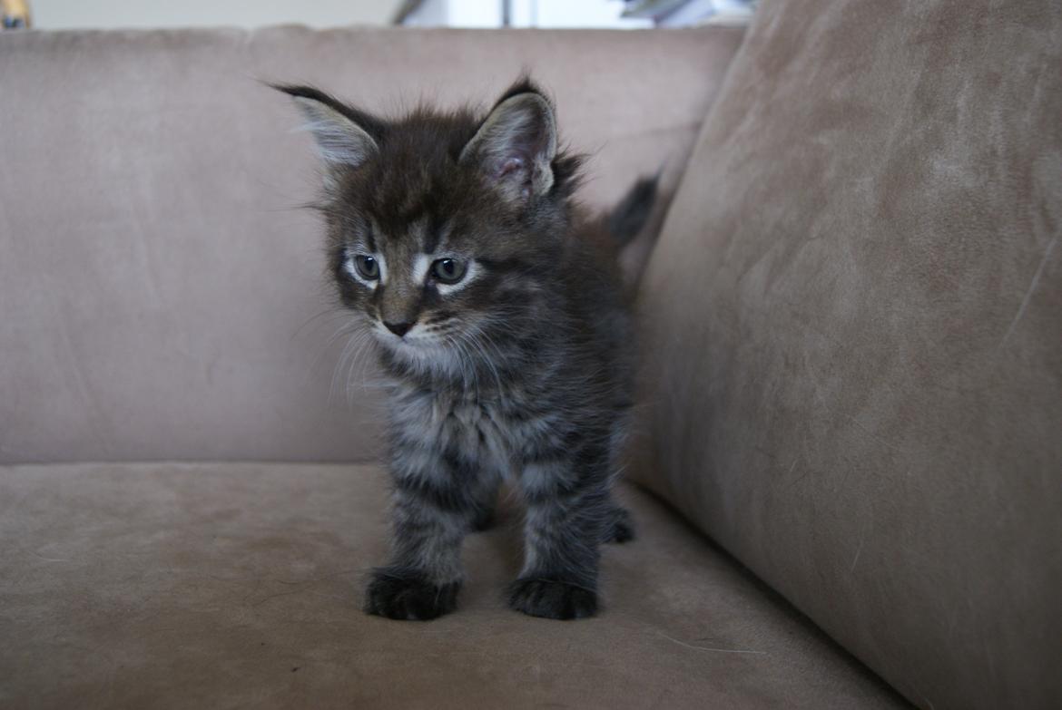 Maine Coon Malik -  6 uger 3 dage - 07.04.2015  billede 4