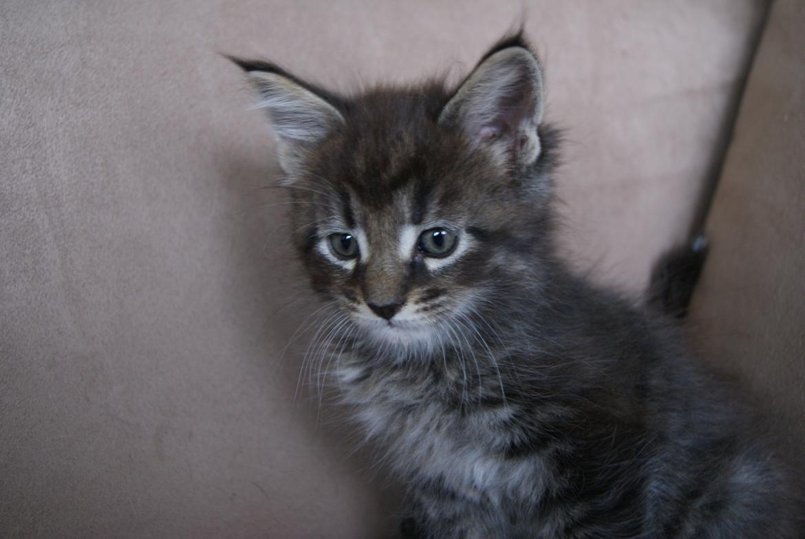 Maine Coon Malik -  6 uger 3 dage - 07.04.2015  billede 3